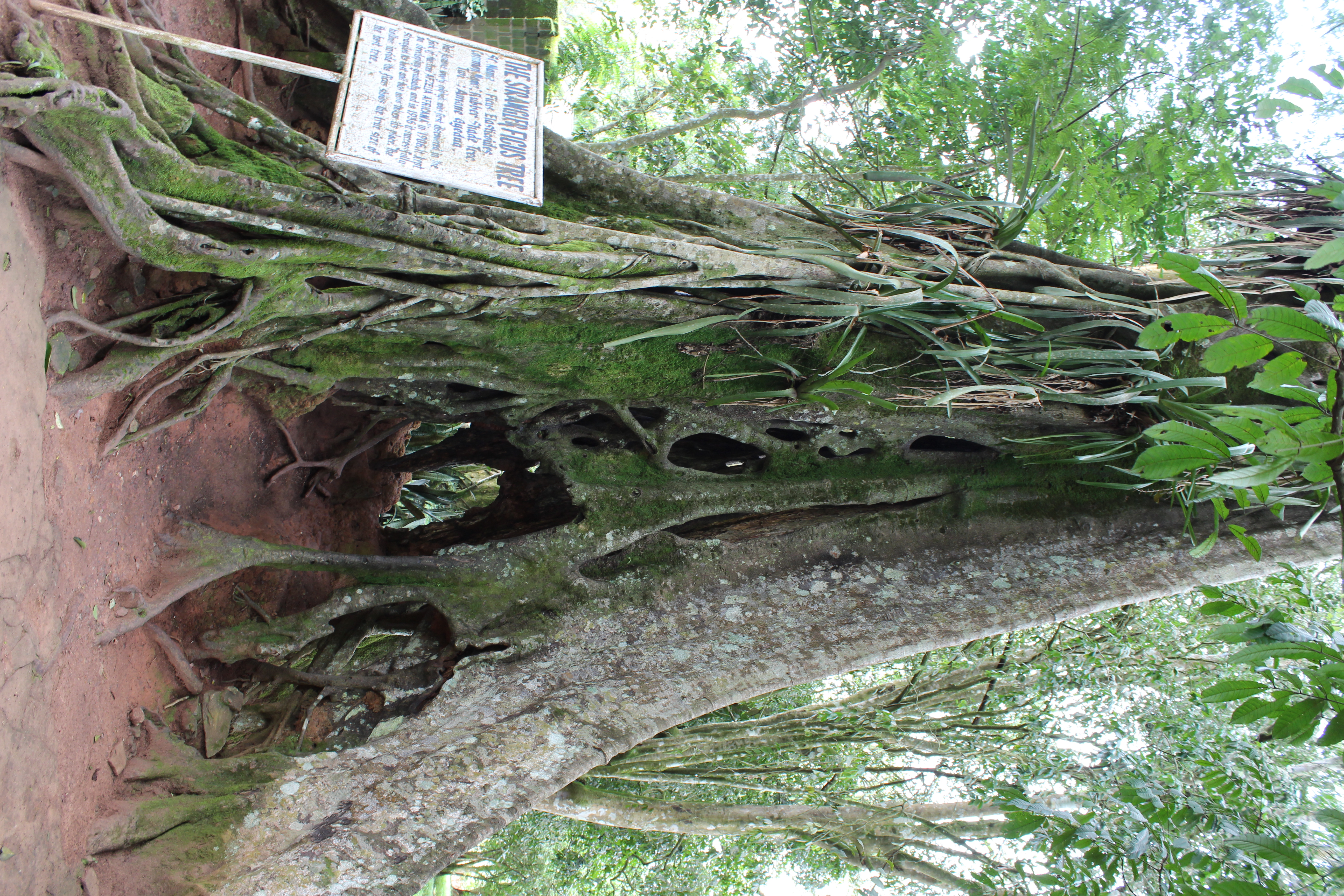Aburi Botanischer Garten – Bild 2