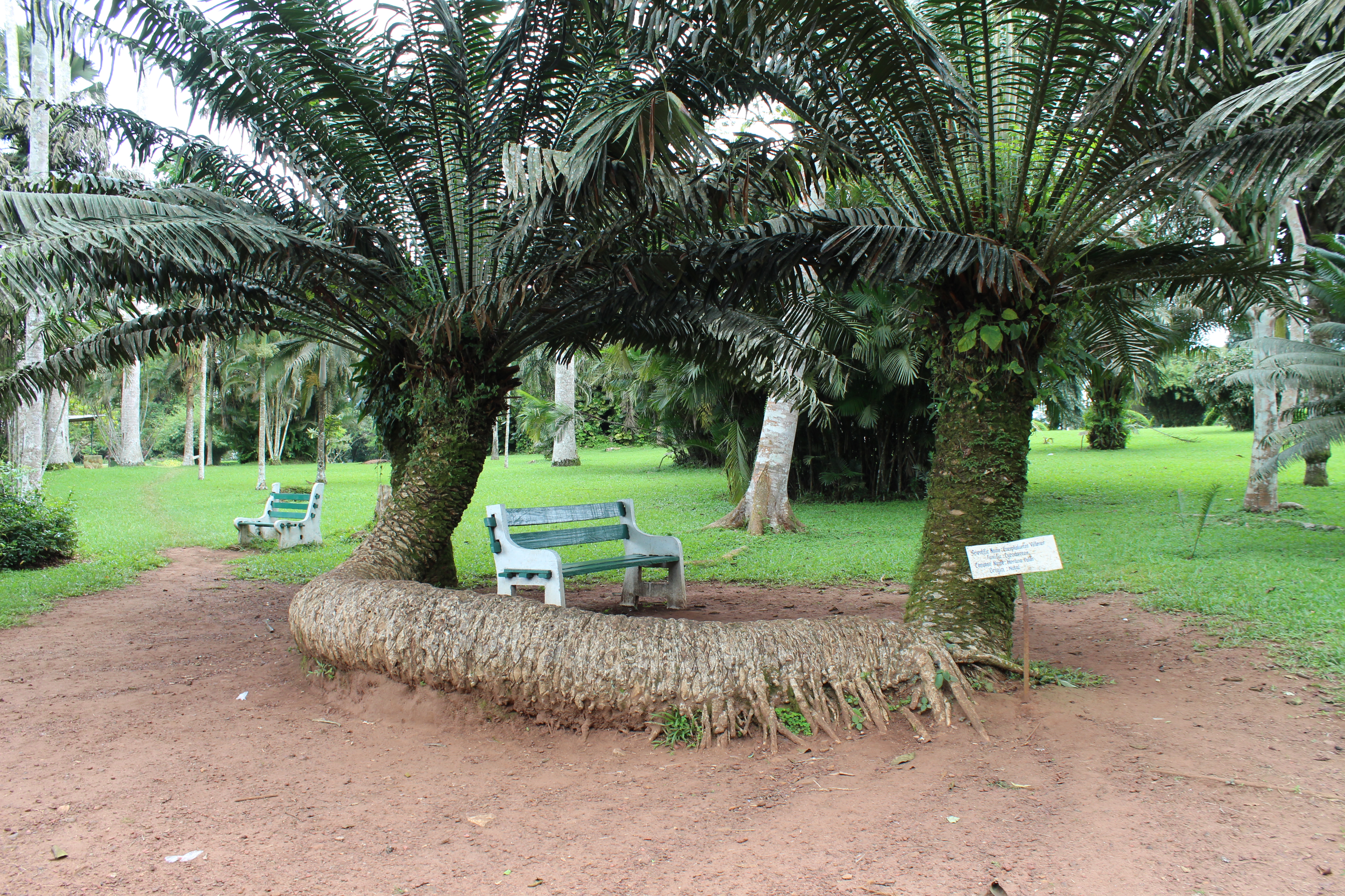 Aburi Botanischer Garten – Bild 3
